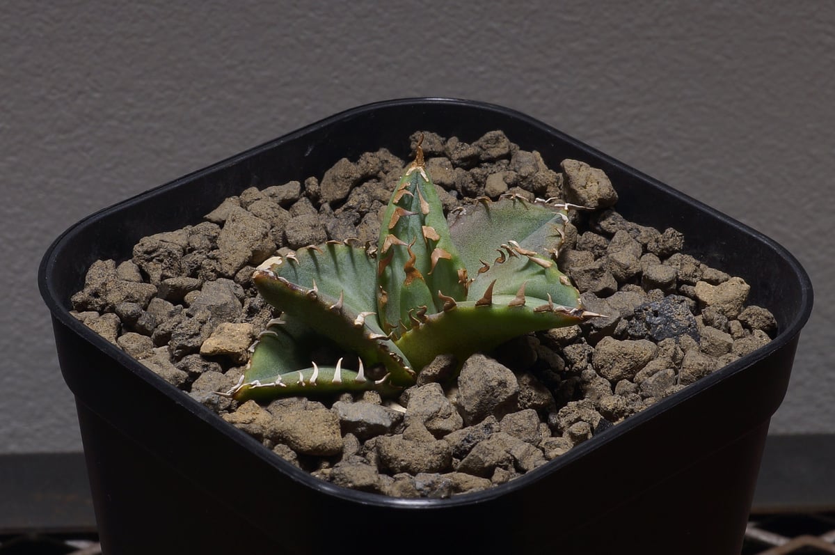 断*︎様 アガベ チタノタ 子株 ケリー株 超希少株 陽炎 Yahoo