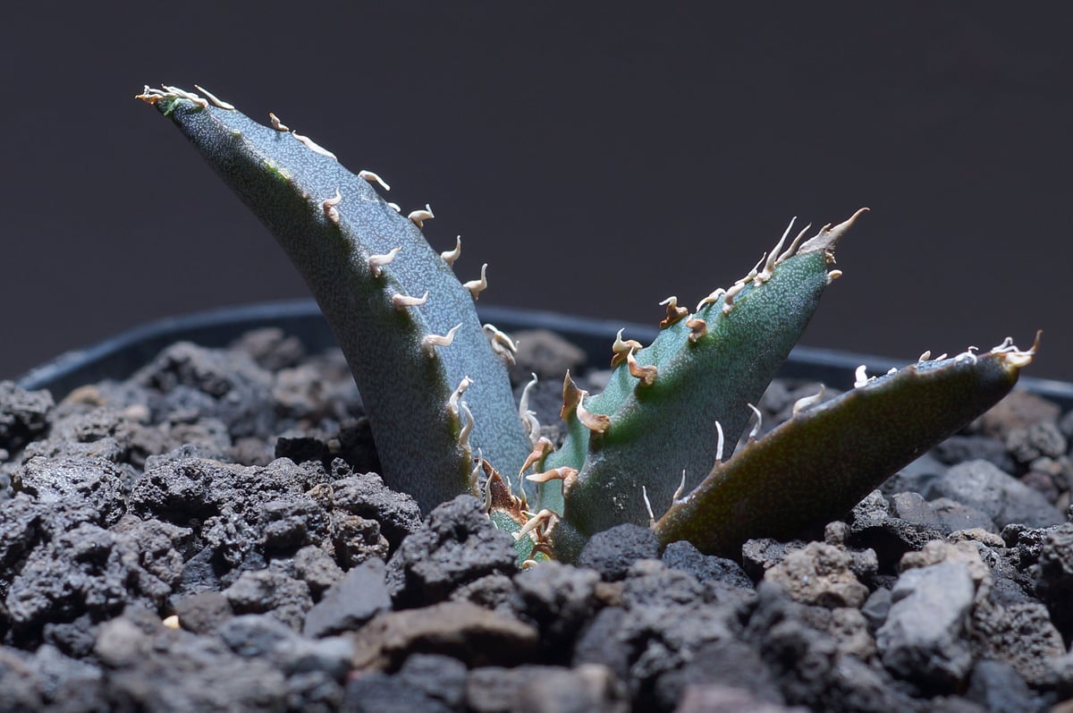 アガベ　チタノタ　白鯨　親株　仔株付き アガベ チタノタ 白鯨 子株 鉢付き（WW-14） | アガベ専門店