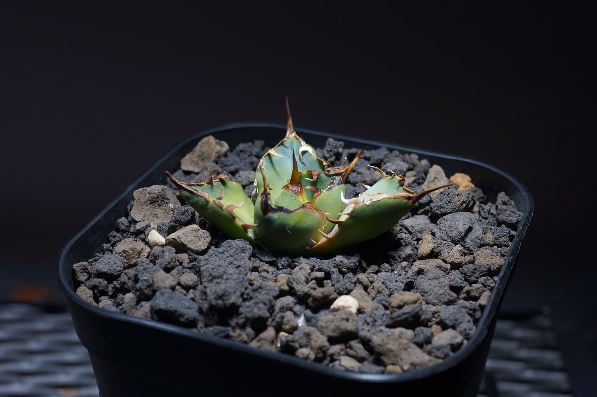 強棘選抜】アガベオテロイFO-76 子株（F-08）インドネシア輸入株