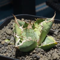 アガベ チタノタ 金剛 キングコング / KK-01 | アガベ専門店