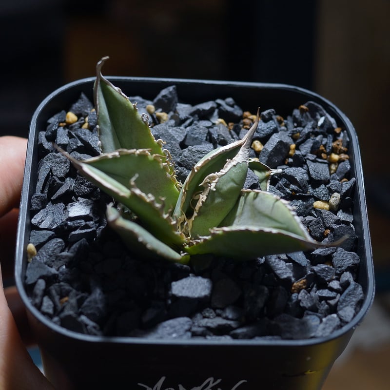 アガベ チタノタ X犀牛/ Dragon Agave産 xr-01 | アガベ専門店 モンス