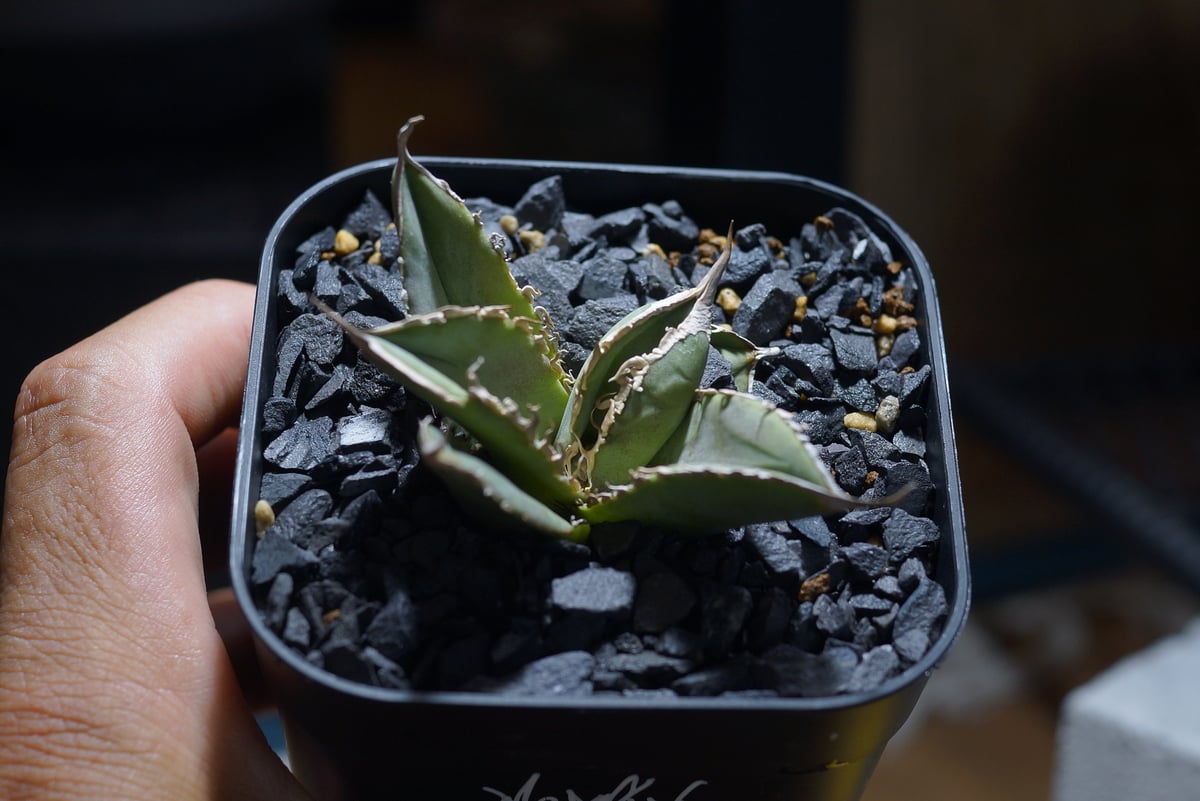 アガベ チタノタ X犀牛/ Dragon Agave産 xr-01 | アガベ専門店 モンス