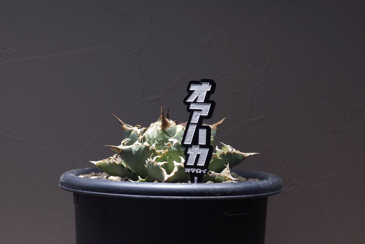 アガベ 品種 プランツタグ 黒】チタノタ オアハカ | アガベ専門店