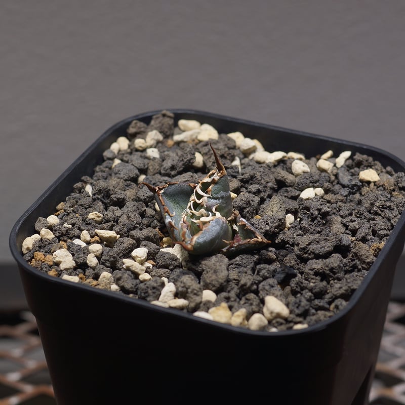 アガベ チタノタ シャークソウイ 子株（SS-04） | アガベ専門店