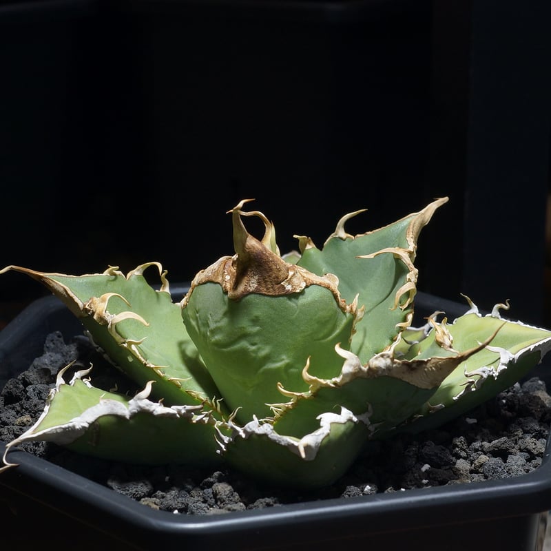 アガベ チタノタ 緑幽霊 / GG-11 | アガベ専門店 モンスターハウス