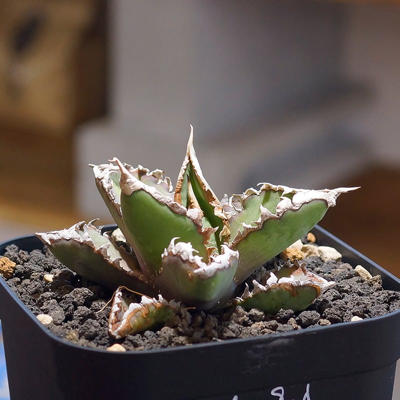 Akira Norita アガベ　チタノタ　狼人 アガベ チタノタ 狼人 RN-03 | アガベ専門店 モンスターハウス