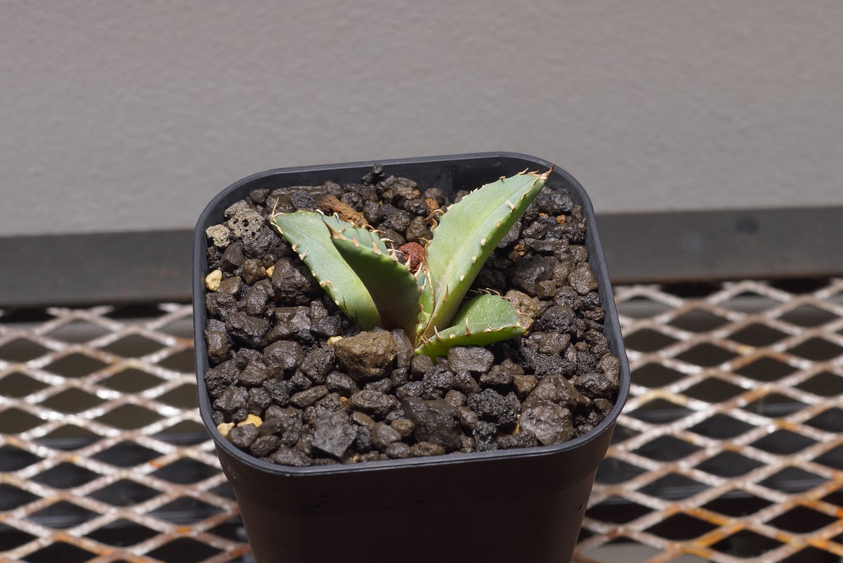 アガベ チタノタ 龍牙 / RG-01 | アガベ専門店 モンスターハウス