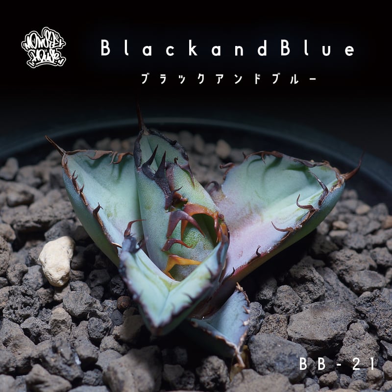 アガベ チタノタ ブラックアンドブルー/bb-21 | アガベ専門店 アガベ チタノタ ブラックアンドブルー/bb-21 | アガベ専門店
