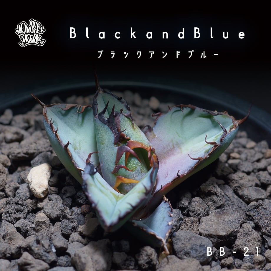アガベ チタノタ ブラックアンドブルー/bb-21 | アガベ専門店 アガベ チタノタ ブラックアンドブルー/bb-21 | アガベ専門店