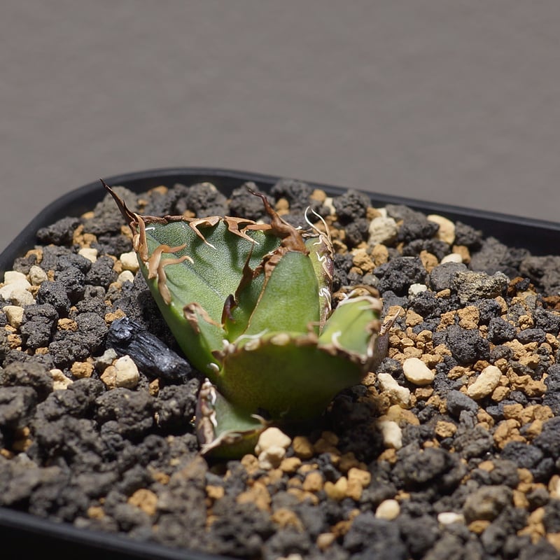 アガベ チタノタ シーザー 凱撒/cae-09 | アガベ専門店 モンスターハウス