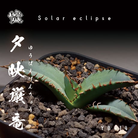 アガベ　チタノタ　夕映　多肉植物　鉢ごと発送　発根済 Agave titanota ''夕映厳龍'' 子株 / 輸入株 / 3号 /アガベ