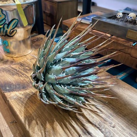 アガベ エボリスピナ特大サイズ ボール型 ロングスピン　スペシャル アガベ エボリスピナ特大サイズ ボール型 ロングスピン スペシャル