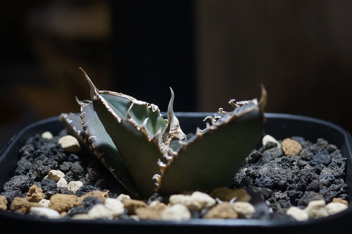 アガベオテロイ　緑幽霊 アガベ チタノタ 緑幽霊 / GG-06 | アガベ専門店 モンスターハウス