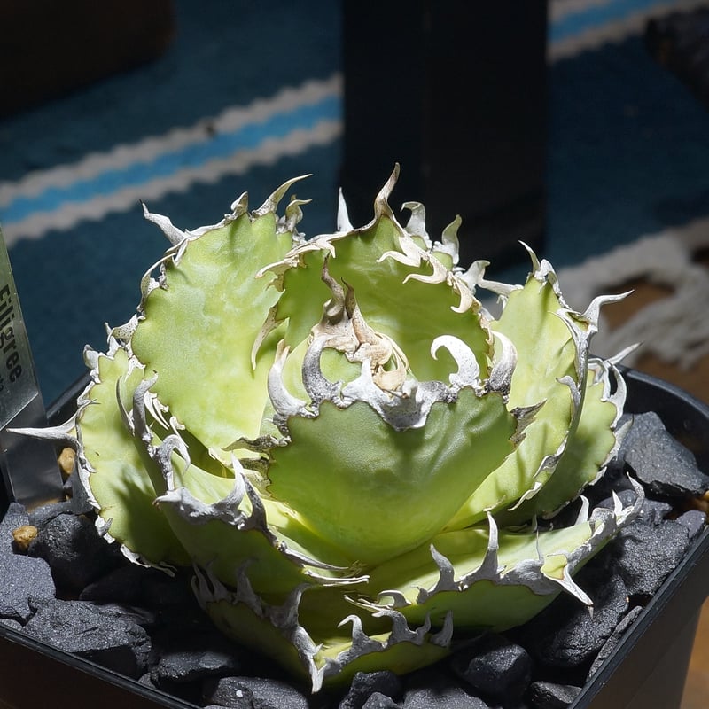 アガベ チタノタ フィリグリー /fg-06 | アガベ専門店 モンスターハウス