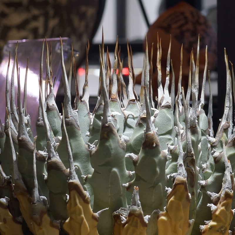 アガベ ユタエンシス エボリスピナ / ES-30 | アガベ専門店 モンスター