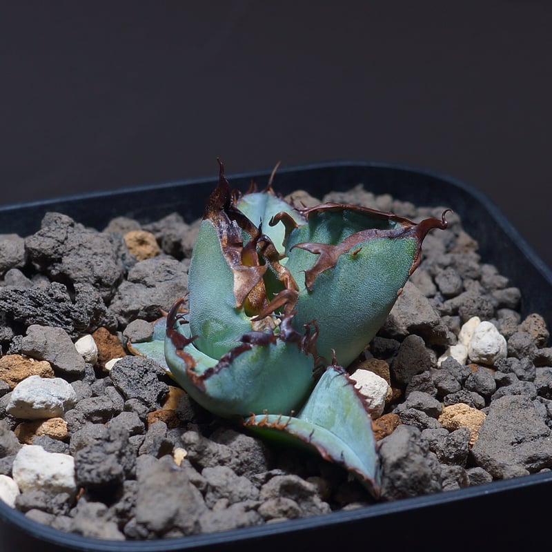 アガベ チタノタ ブラックアンドブルー/bb-24 | アガベ専門店