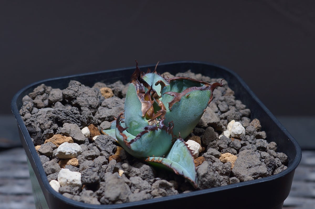 アガベ チタノタ ブラックアンドブルー/bb-24 | アガベ専門店