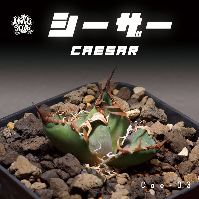 アガベ チタノタ シーザー 凱撒/cae-03 | アガベ専門店 アガベ チタノタ シーザー 凱撒/cae-03 | アガベ専門店