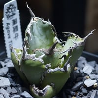 アガベ・チタノタ　白鯨　コレクション株 RAFLUMコレクション】アガベ チタノタ 