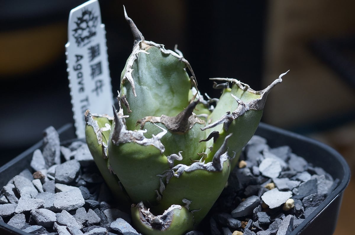 アガベ　Berlin産　皇冠　直子　② アガベ Berlin産 皇冠 直子 ② 2025年最新】皇冠 アガベの人気