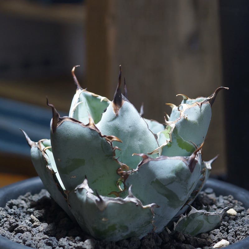 アガベチタノタ　ブラックアンドブルー　2頭 アガベ チタノタ ブラックアンドブルー 2頭 Agave titanota