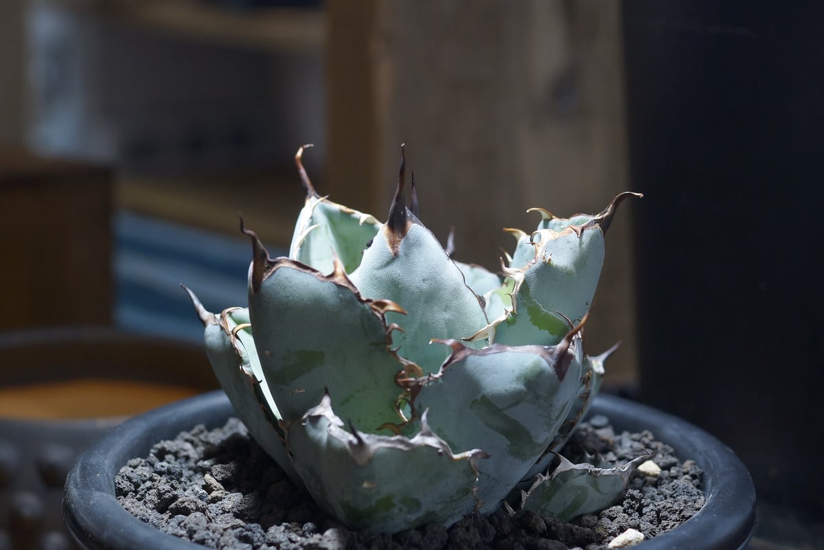 チタノタ　BB アガベ チタノタ ブラックアンドブルー/bb-39 | アガベ専門店