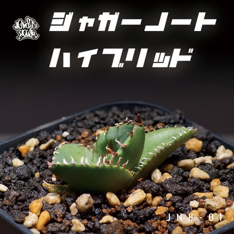 【稀少高騰品種】45 白火焔 × ジャガーノートhyb 丸葉アガベチタノタ アガベ チタノタ ジャガーノート ハイブリッド / jnh-01