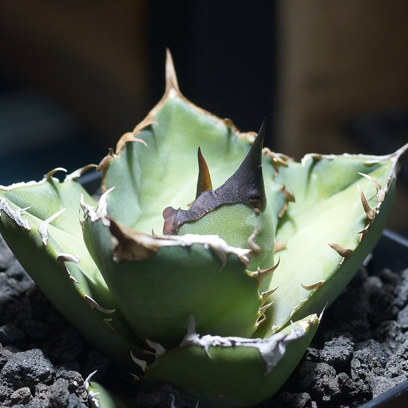 アガベ チタノタ 白犀牛/ wr-03 | アガベ専門店 モンスターハウス