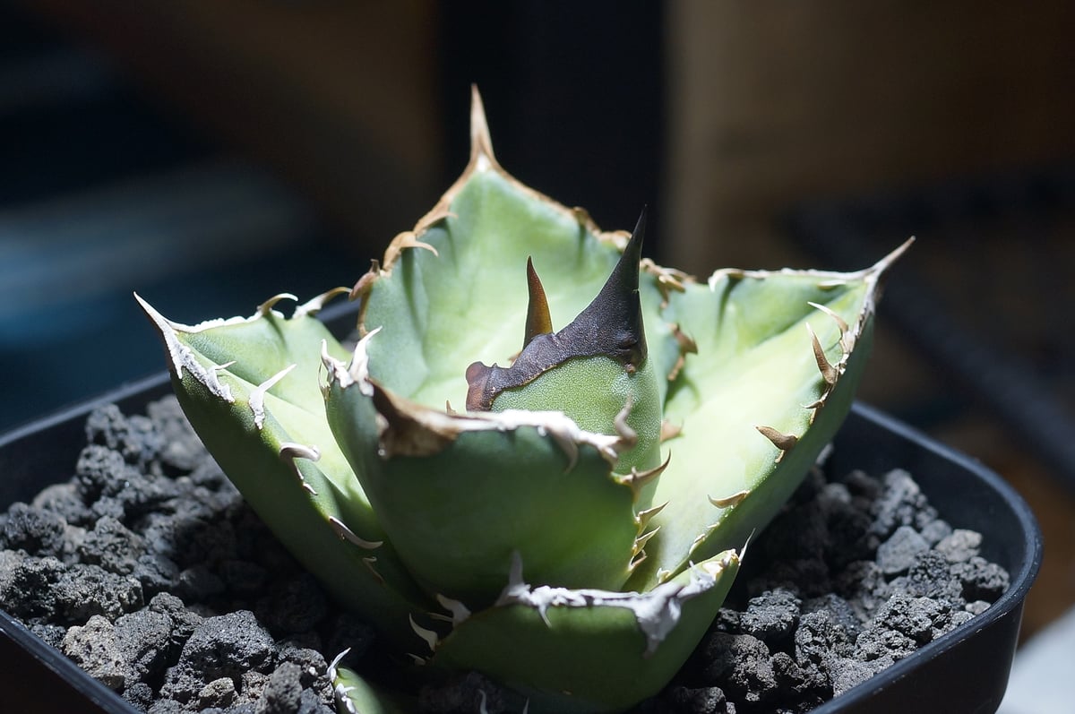 アガベ　チタノタ　白犀牛 アガベ・チタノタ 白犀牛（芽）-003｜Titanota white rhino