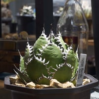 アガベ チタノタ ブラックアンドブルー（bb-15）BB子株 | アガベ専門店