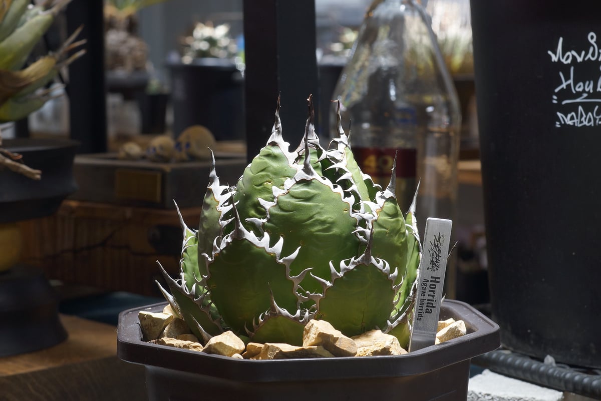 アガベ ホリダ hh-01 | アガベ専門店 モンスターハウス