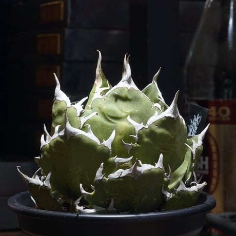 CATEGORY 新商品 | アガベ専門店 モンスターハウス