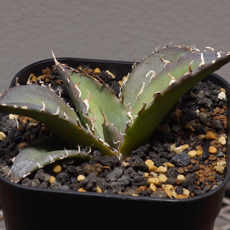 アガベ チタノタ 白鯨/ww-20 | アガベ専門店 モンスターハウス