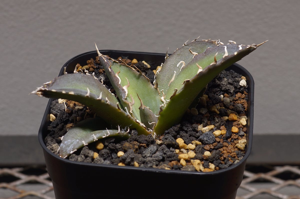 アガベ　チタノタ　白鯨 アガベ チタノタ 白鯨 2 【公式通販】