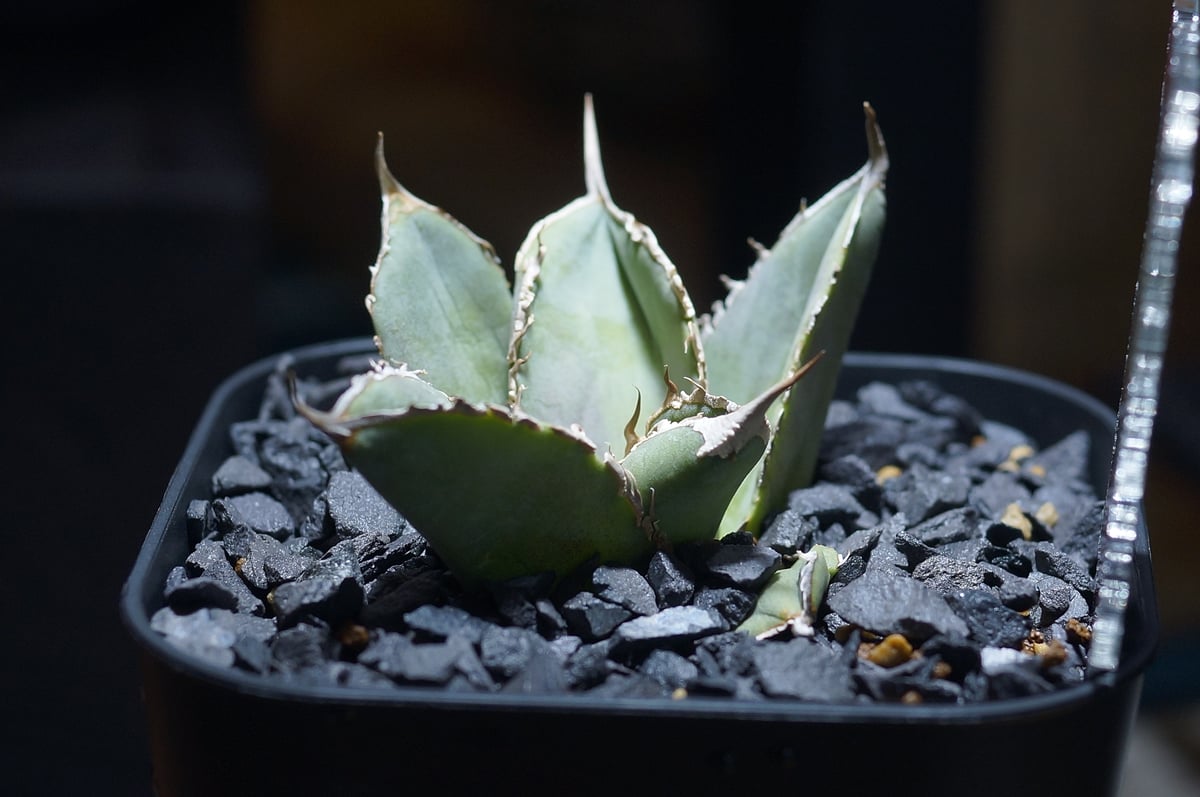 アガベ　チタノタ　X犀牛　子株A　dennis051？ アガベ チタノタ X犀牛 子株A dennis051？ アガベ・チタノタ 黒犀牛