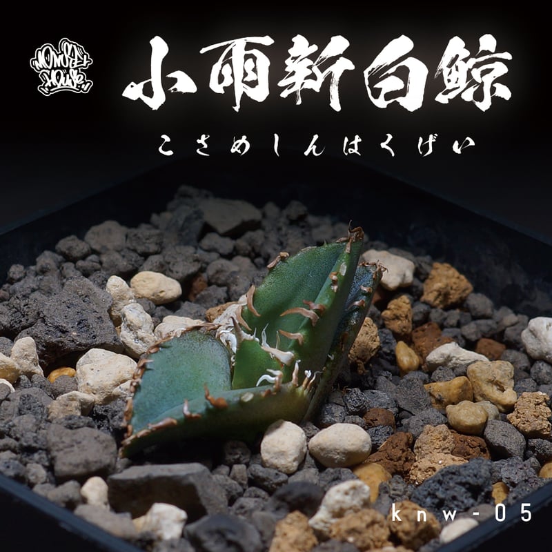 アガベ チタノタ 小雨新白鯨 /KNW-05 | アガベ専門店 モンスターハウス 