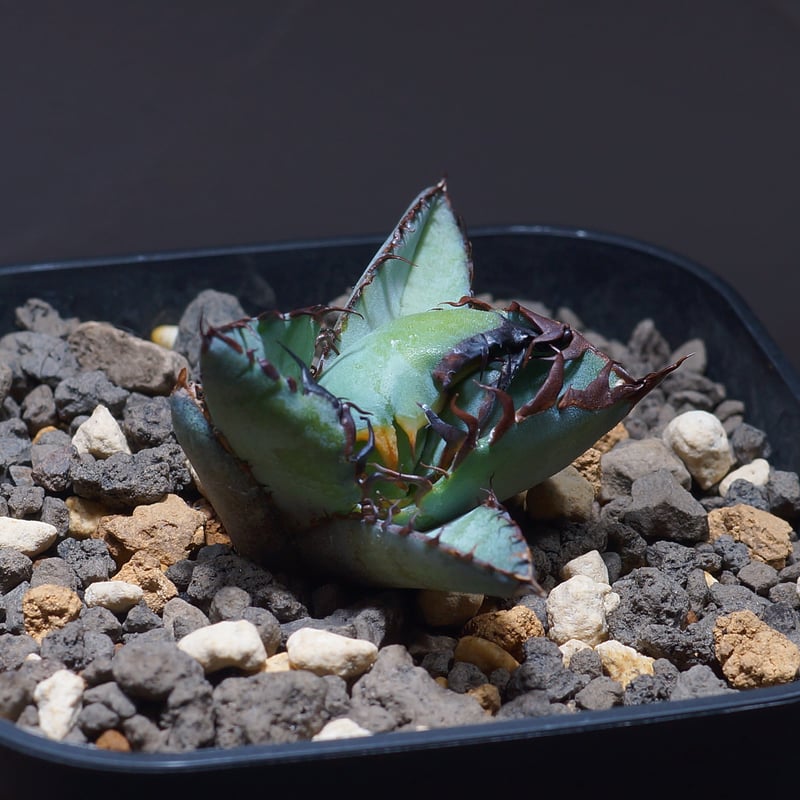 アガベ チタノタ ブラックアンドブルー/bb-22 | アガベ専門店