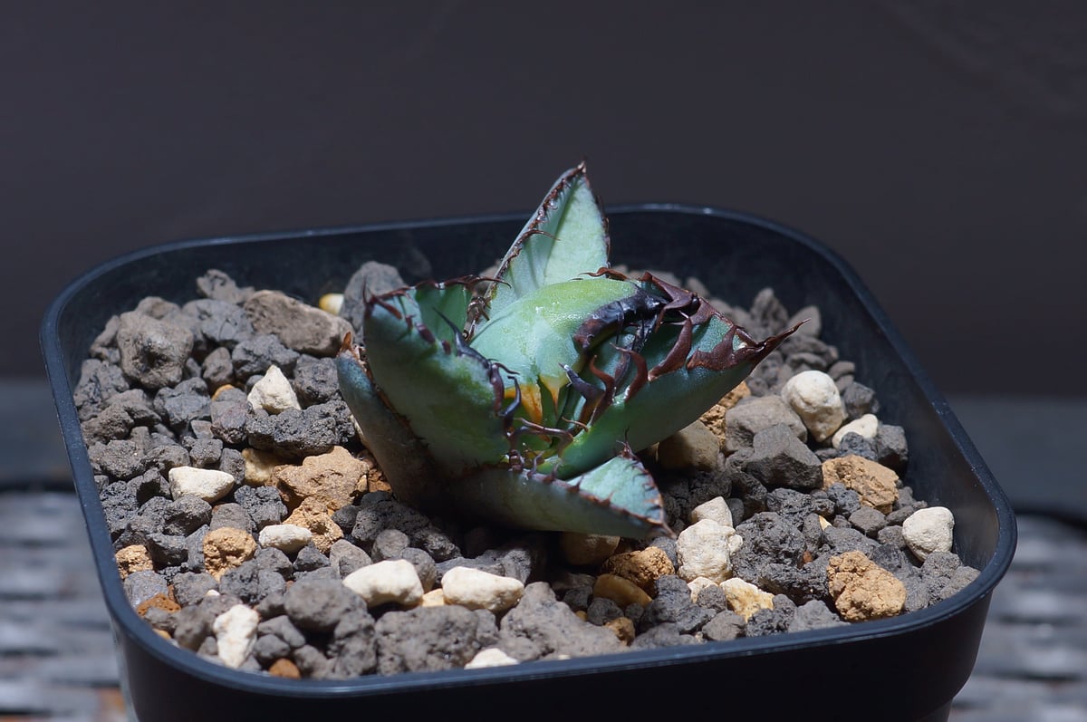 アガベ チタノタ ブラックアンドブルー/bb-22 | アガベ専門店