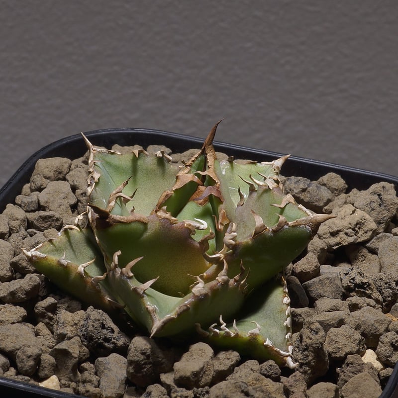 アガベ チタノタ 姫厳龍 中株と 狂刺夕映 子株セット アガベ チタノタ 夕映