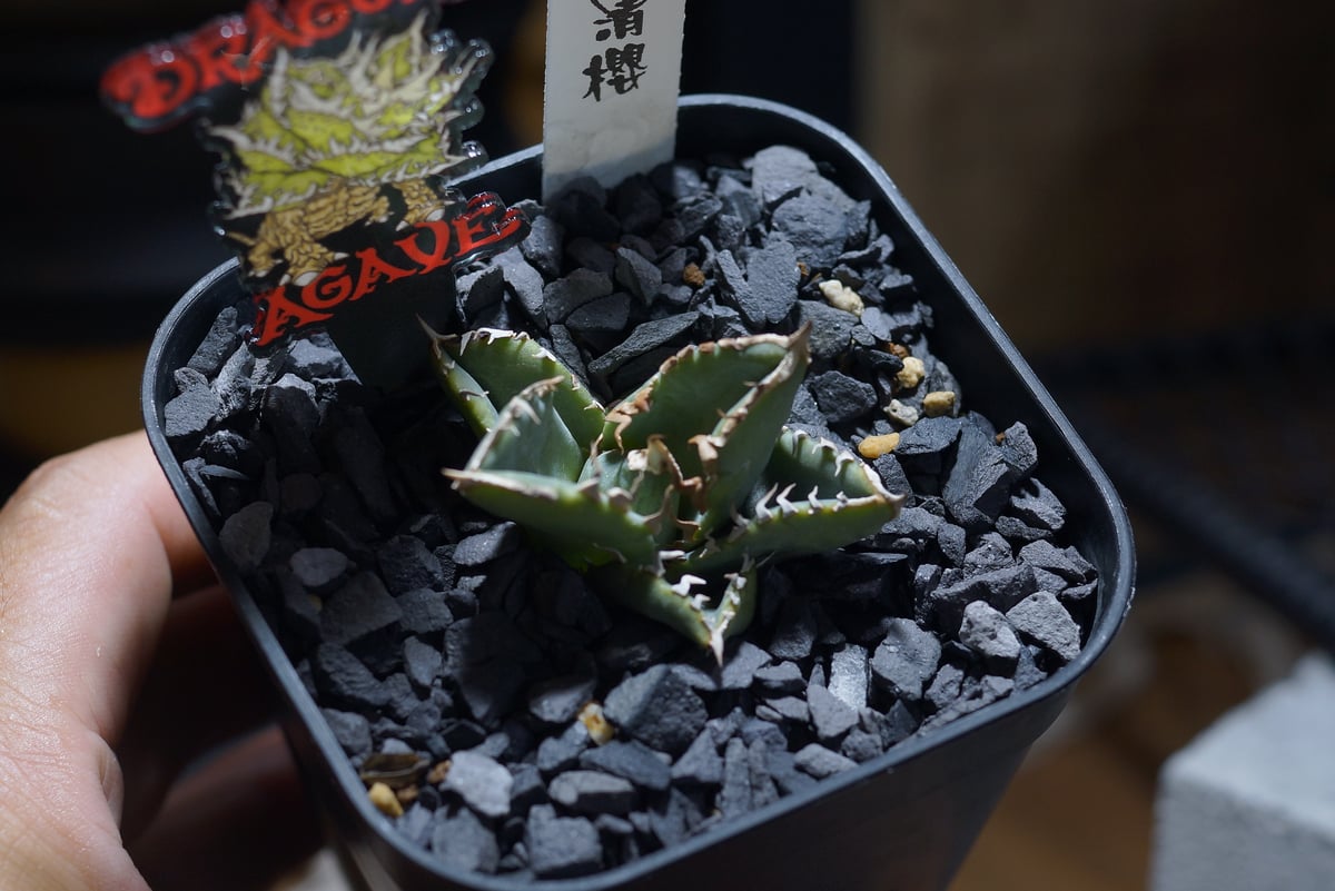 アガベ チタノタ 清櫻/ Dragon Agave産 so-02 | アガベ専門店 モンスタ