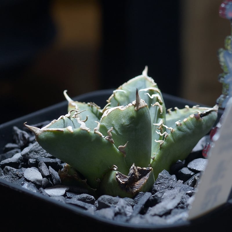 アガベ チタノタ 清櫻/ Dragon Agave産 so-01 | アガベ専門店 モンスタ