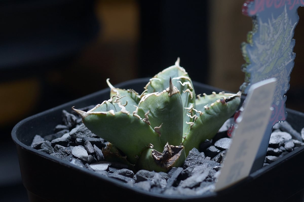 アガベ チタノタ 　清櫻 　ivory　子株 アガベ チタノタ 清櫻 ivory 子株 Yahoo!オークション - 【極上子株発