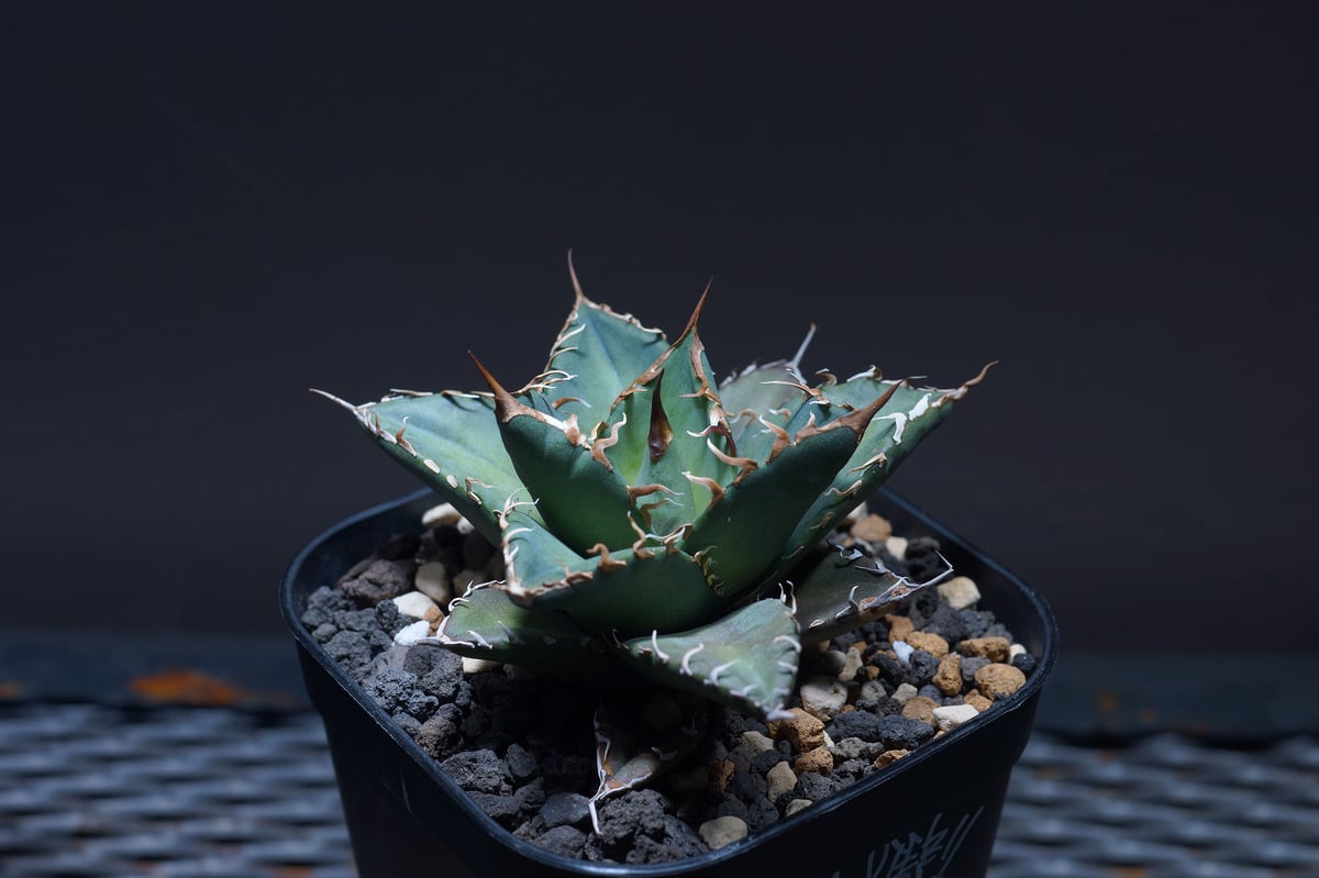 厳選希少株】アガベ シャークソウイ 子株（SS-03）インドネシア輸入株