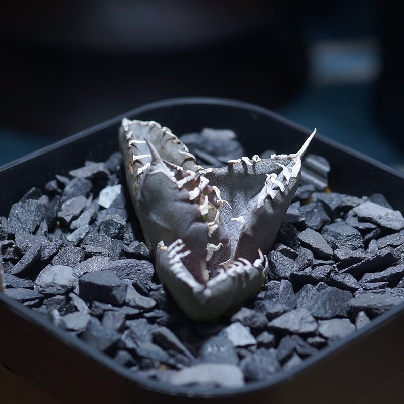 アガベ　チタノタ　まとめ売り アガベ チタノタ FO-222 STANO LAB産（台湾）001 – linkplants