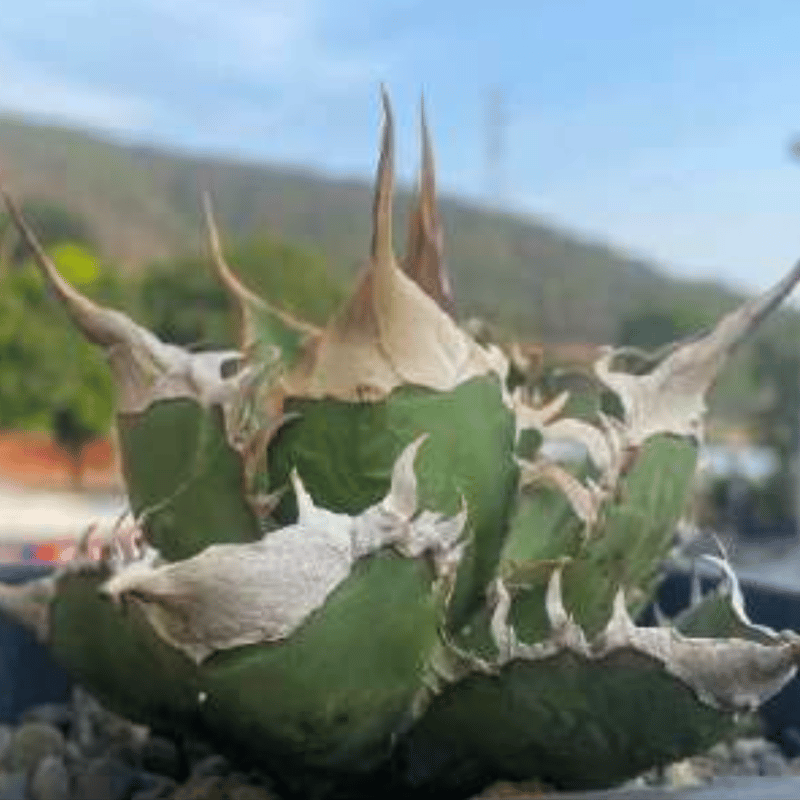 アガベ チタノタ 緑幽霊錦 TC株 アガベ チタノタ 緑幽霊 / GG-07 | アガベ専門店 モンスターハウス