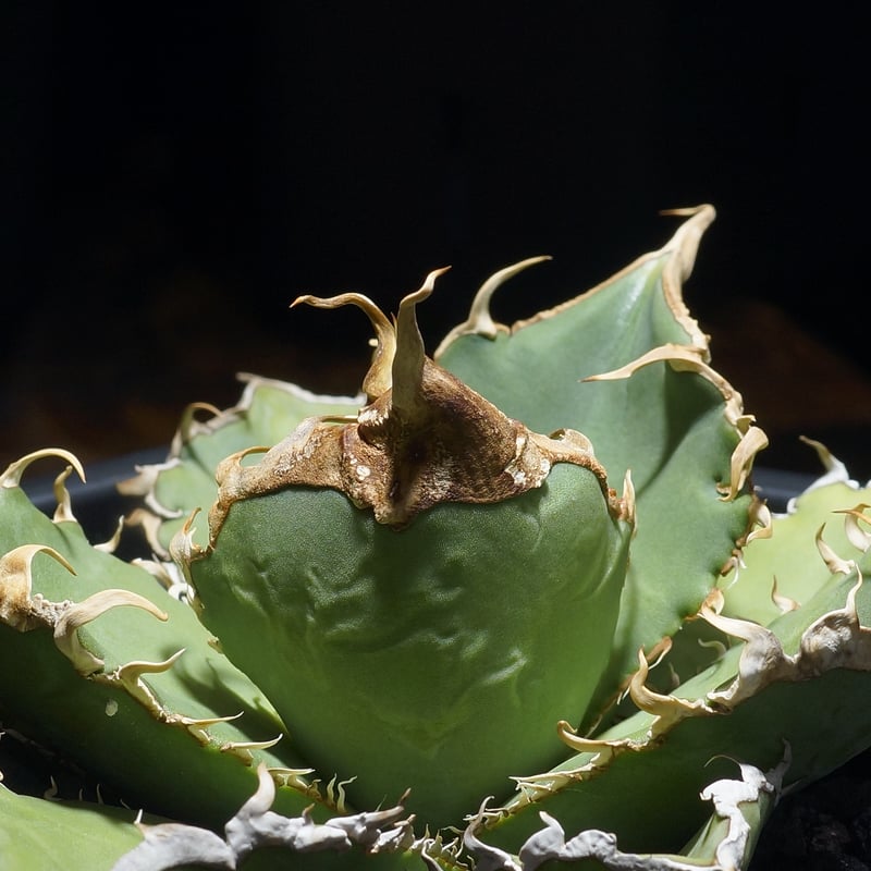 アガベ チタノタ 緑幽霊 / GG-11 | アガベ専門店 モンスターハウス