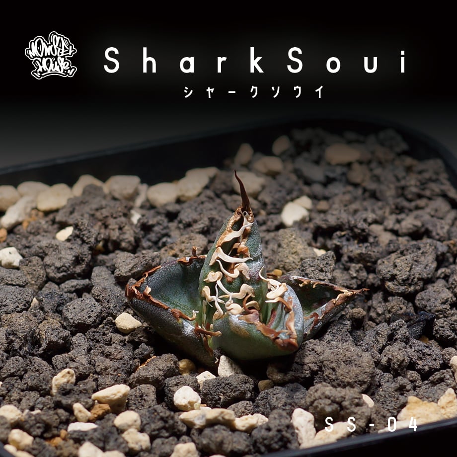 アガベ チタノタ シャークソウイ 子株(SS-04) | アガベ専門店 アガベ チタノタ シャークソウイ 子株(SS-04) | アガベ専門店