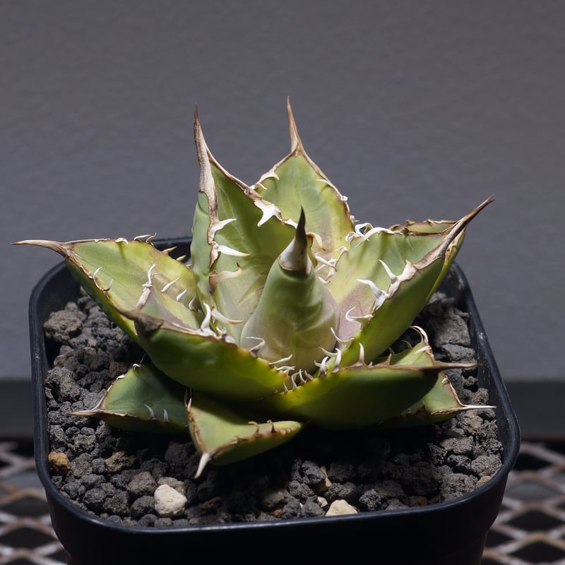 Style_of_chikara アガベ　ナンバーワン子株2個付鉢付送料込 Style_of_chikara様専用 アガベ ナンバーワン子株2個付鉢付送料込