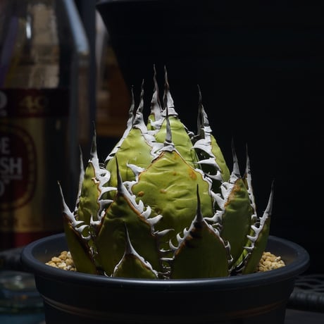 アガベホリダ | STORES