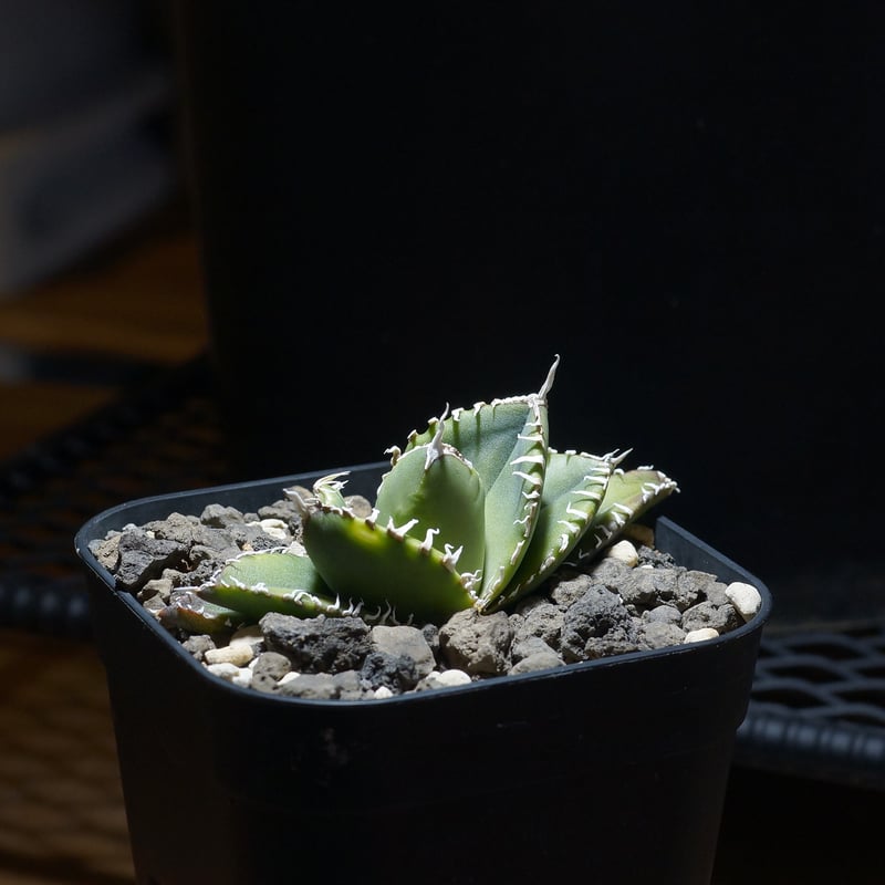 アガベ チタノタ 南アフリカダイヤモンド / SAD-12 | アガベ専門店